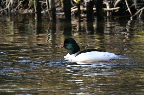 Gänsesäger in der Würm (Foto aus ornitho.de - P.Brützel)