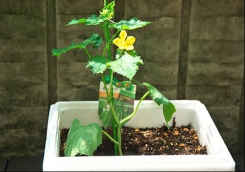 発砲スチロールの鉢で生育中のきゅうり