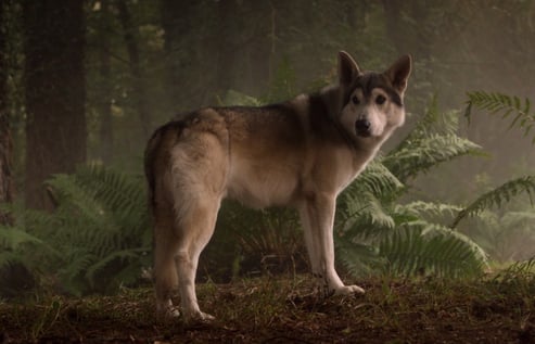 Warum ist die Prinzessin so haarig? Weil Arya ihrem Schattenwolf den Namen der berühmten Prinzessin gab.