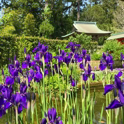 妙法山の花菖蒲