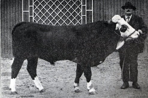Livre d'Elite de la race bovine d'Abondance 1925 - Coquet , 2 ans, appartenant à Jean-François DESBIOLLES à Reignier (Haute-Savoie)