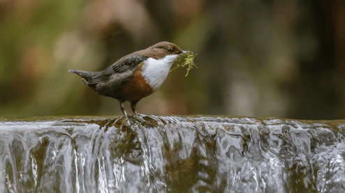 Wasseramsel mit Nistmaterial im Schnabel 
