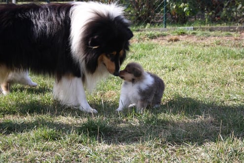 Sir Caruso und Töchterchen !
