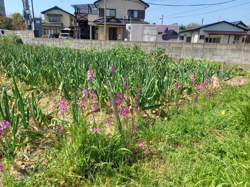 畑の中にも咲いています。