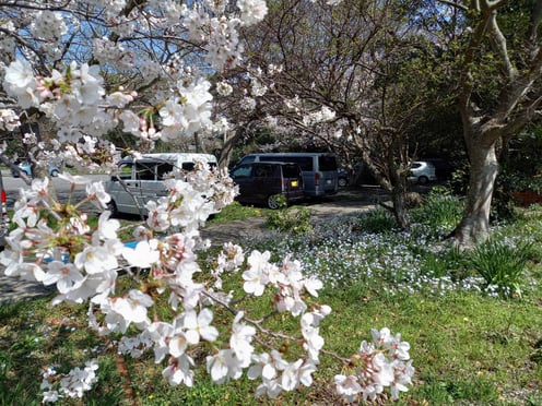 可愛い花が桜の足元に一面に・・。