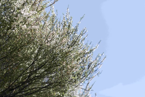 Photo d'un arbre de Manuka (tea tree) avec beaucoup de fleurs de Manuka sous un ciel bleu en Nouvelle-Zélande