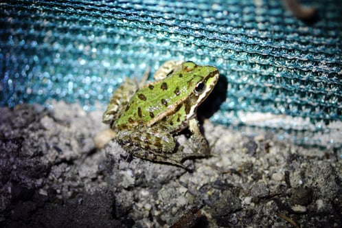 kleiner Grünfrosch,  Matthias Weiß