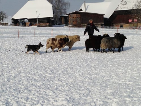 Rilla bei den Schafen