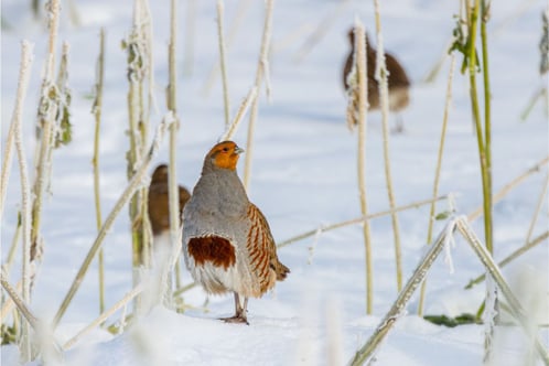 Rebhuhn im Schnee (Foto: Ralph Sturm, LBV Bildarchiv)