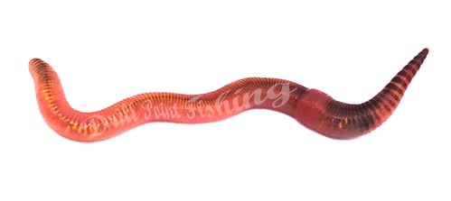 Drill Point Fishing Onlineshop - Angelwürmer jetzt günstig online kaufen!