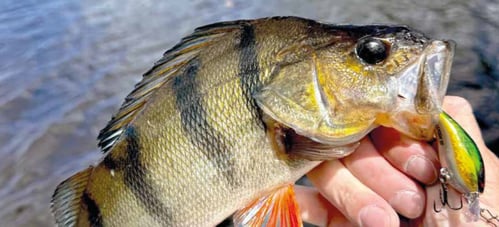 Stucki Fanatics Impression Fischen mit Stucki Pocket Wobbler Barsche fischen