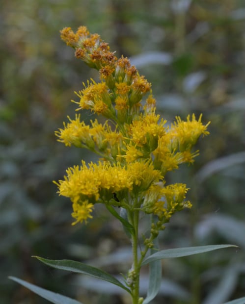 Goldrute - Solidago gigantea