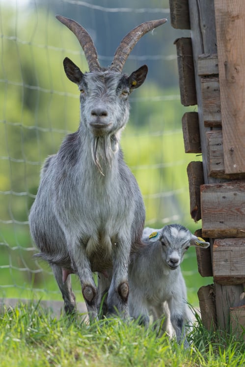 Blobe Ziege mit Kitz