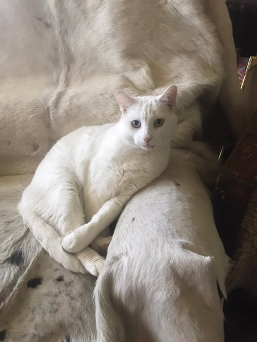 The naughty marshmallow camouflaged in the big chair. 