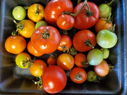 Tomatoes from our garden, Thanks helpers!