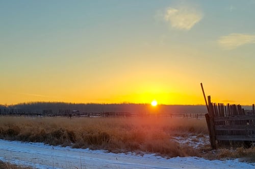 The Light creeps over the horizon and washes the world with radiant, golden beams that are so life-giving.