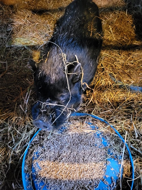 Wilbur gets lots of oats in the winter to keep him warm but he has to share with the chickens.  He objects when the chickens sit on him!!