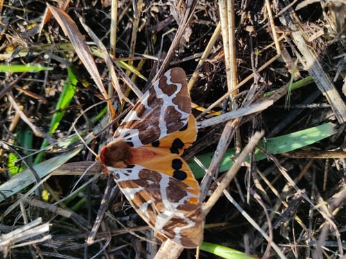 Artica caja or Garden Tiger moth. Poisonous to birds and other predators not to humans.
