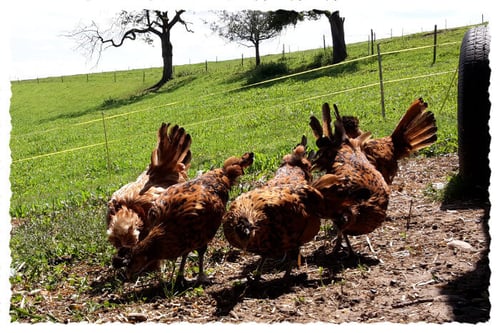 Appenzeller Spitzhauben