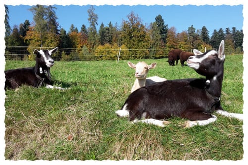 Rilana, Smaragd und Marie am Sonnen