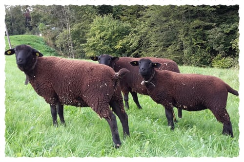 Schwarzbraunes Bergschaf auf der Weide