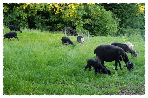 Schwarzbraune Bergschafe