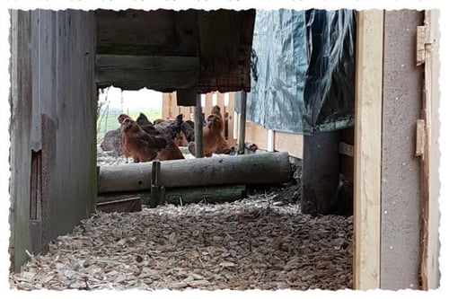 Appenzeller Barthennen im Schnitzelauslauf