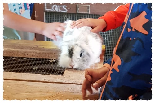 Kinder beim Anfassen unserer Kaninchen