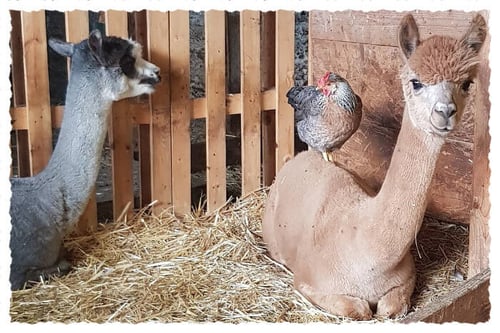 Alpakas im Stall