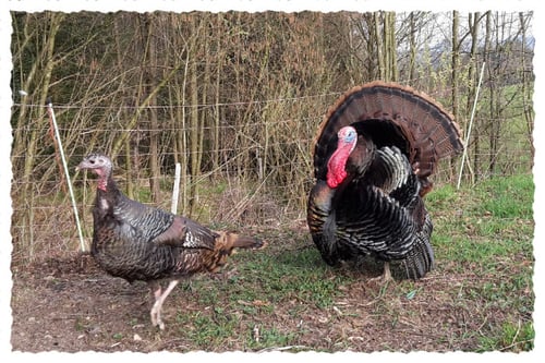 Broncetruten auf der Weide