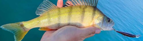 Stucki Fanatics Impression Fischen mit Wobbler auf Barsch