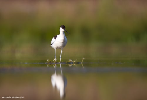 Somme Groupes - Groupes - Somme - Voyages en groupes - Baie de Somme - Oiseaux - Parc du Marquenterre - Scolaires - Nature - Activités - Ateliers - Séjours - Saint Quentin en Tourmont