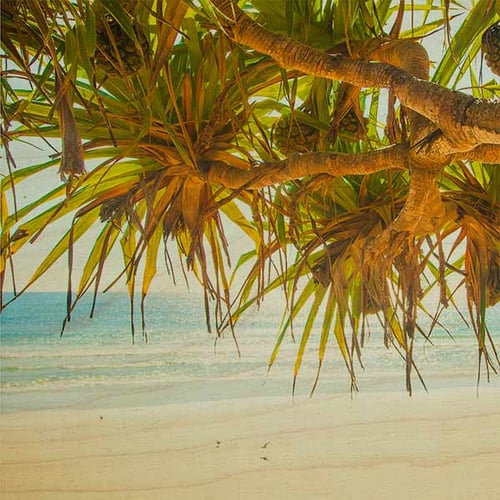 Photo on Timber Pandanus tree Byron Bay