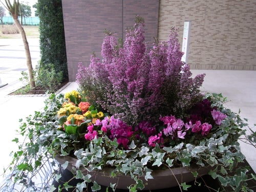 特殊寄せ植え：エントランス