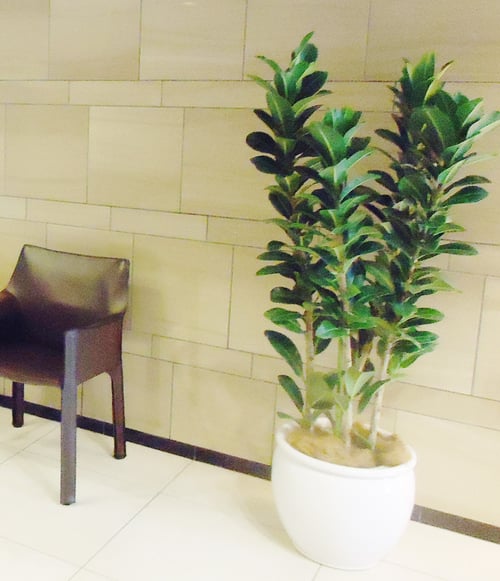 大鉢：マンションエントランス