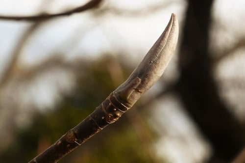 朴ノ木,ほおのき,冬芽,画像,朴の木