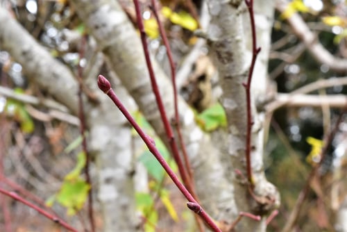 シナノキ,信濃木,しなのき