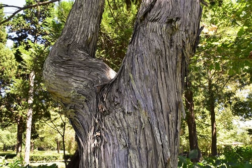 モロノキ,ねずみさし,幹,ネズコ,樹木