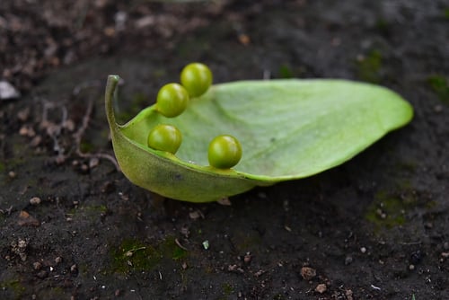 あおぎり,Chinese parasol tree,fruits,アオギリ
