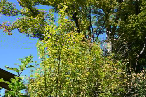 むくげ,植物,ムクゲ,木槿