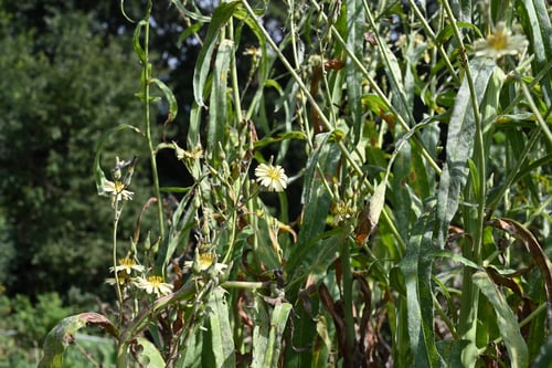 秋のノゲシ,あきののげし