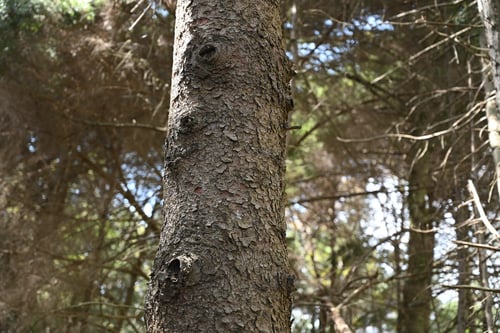 あかえぞまつ,赤蝦夷松,樹皮,アカエゾマツ