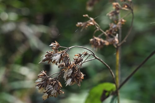 ヒヨドリバナ,ひよどりばな,果実,種子