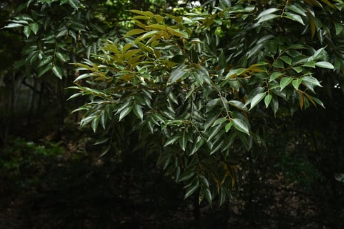 すだじい,スダジイの木