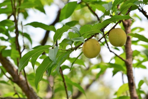 花桃,実,はなもも,ハナモモ