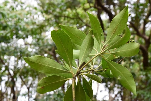 アセビの葉,あせび,特徴