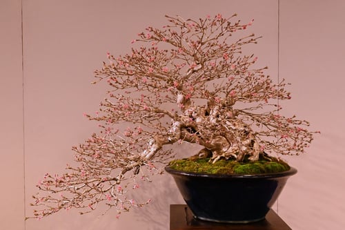 鶯神楽,盆栽,uguisukagura,bonsai