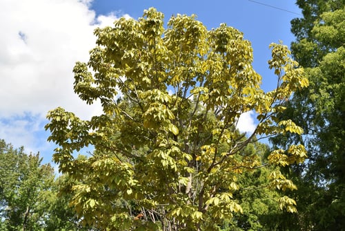 トチノキ,黄葉,紅葉,とちのき