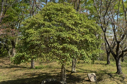 カクレミノ,かくれみの,庭木
