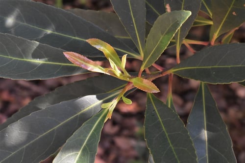 ほるとのき,特徴,ホルトノキ